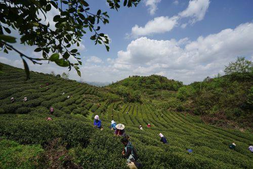 貴陽市上半年農(nóng)林牧漁業(yè)增長勢頭強(qiáng)勁，總產(chǎn)值達(dá)133.20億元，同比增長8.8%