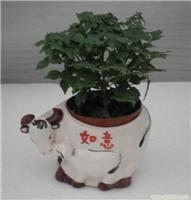 上海幸福樹植物租賃服務(wù) 價(jià)格、圖片與詳情一覽