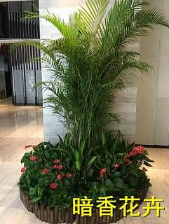 杭州綠化新風(fēng)尚 植物、花卉租賃引領(lǐng)環(huán)保與美觀生活