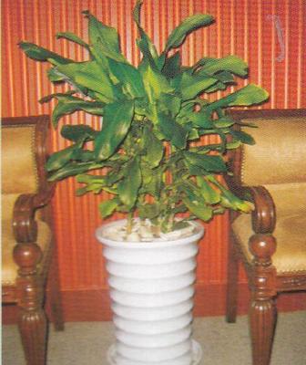 成都美匯園藝 專業室內植物租擺與全方位園林綠化服務