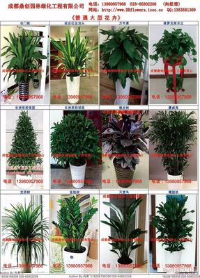 花卉租賃與植物租擺 美化空間與銷售養護一站式解決方案