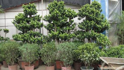 上海思羽園林綠化 專業花卉租賃，為寫字樓與生活空間注入自然生機