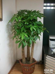 上海辦公室綠植租擺與花卉租賃服務 專業園林綠化，價格實惠，助力商務環境升級