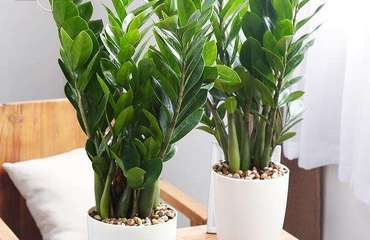 南昌花卉租賃指南 專業公司、價格解析與貼心養護服務