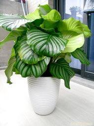 卓群園林 專業養護讓蘋果竹芋常綠，植物租賃與綠化建植一站式服務