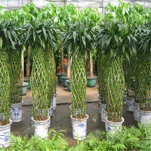 鼓樓區酒店綠植租賃 專業養護服務，打造可持續的生態美學空間