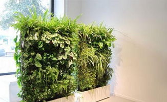 綠意盎然，商丘花卉租賃與養護服務全攻略